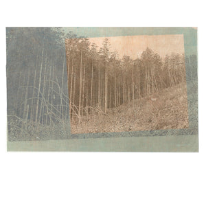 Forest Window View 2